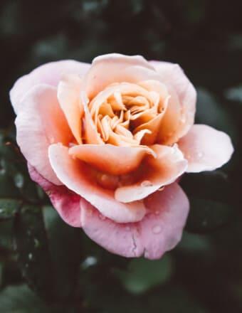 Mary Alice Little Obituary